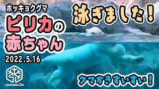 【旭山動物園】ついに泳ぎ始めました🐻‍❄️👏上手にクマかきジタバタすいすい♪ピリカの赤ちゃん(5/16) [AsahiyamaZoo] Polar bear, Pirika and her baby.