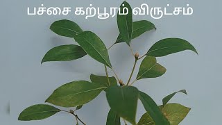 உடலை காக்கும் பச்சை கற்பூரம் விருட்சம்