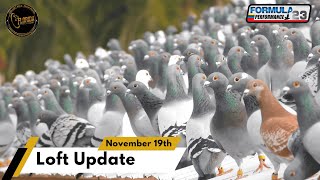 Florida Pigeon Derby Video Update November 19th, 2024