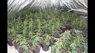 Precinct 5 Narcotics Unit Raids Marijuana Grow House