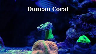 Duncan Coral Care Tips