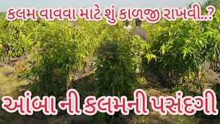 આંબા ની કલમની પસંદગી || તથા આંબા ની કલમ વાવવા  માટે શું કાળજી રાખવી || Mango Farm