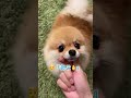 世界一の反応速度！🤣笑 pomeranian ポメラニアン きなこ 小型犬 dog shorts 芸 あごのせ कुत्ता विभिन्न