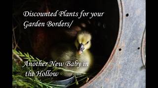 Filling out a garden bed on the Cheap with discount plants/ Another new baby here in the Hollow