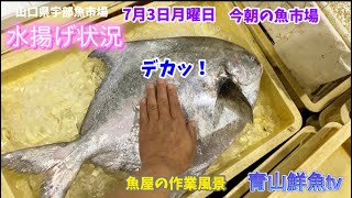 【水揚げ状況】【魚競り！】【魚屋の作業風景🐟】今朝の魚市場7月3日月曜日の水揚げ状況