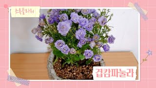 겹캄파눌라 마른꽃대 자르고 분갈이 / double campanula dry flower stand cut and powder