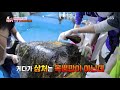 폐그물에 걸려 큰 상처를 입고 구조된 ‘붉은 바다거북’ i tv동물농장 animal farm sbs story