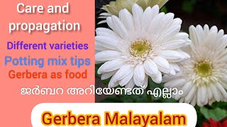 all about gerbera plants // gerbera plant care in malayalam