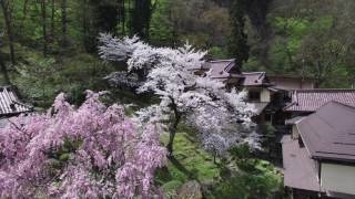 会津東山温泉　向瀧　　桜の季節