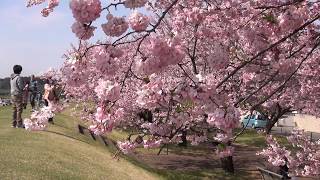 思川桜 小山市自慢さくら、Cherry blossom  Sakura