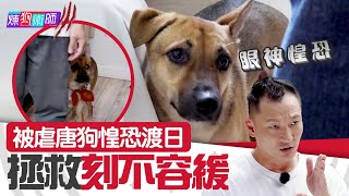 屈臣氏 Wats Petmacy 寵物藥妝呈獻：煉狗術師III｜EP17 Part2｜被虐唐狗惶恐渡日 拯救刻不容緩｜Eric Ko｜鄺芷凡｜唐狗｜HOY｜HOYTV