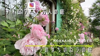 【Hokkaido】【 garden】【 rose】【Japan】