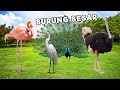 Mencari dan menemukan burung unta, burung bangau, burung merak dan burung flamingo !!