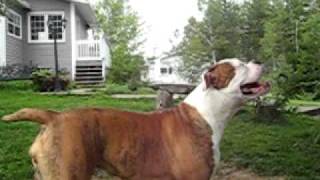 American Bulldog psi Journey playing on the spring pole Picture 204.avi