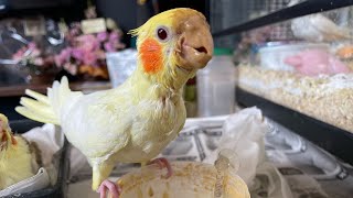 ［オカメインコの性格］土台は、生後3か月頃で形成される？