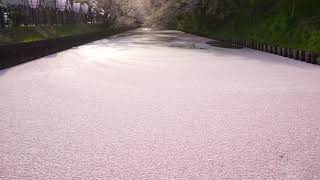 ウェザーリポート動画0428@青森県弘前公園16:20桜吹雪と花筏(ぽんぽんやま)