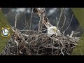 Bald Eagle Surveys | Work in the Wild - Ep. 4