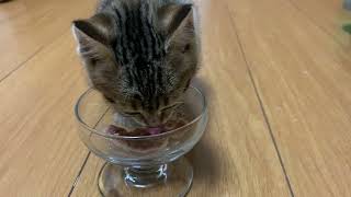 野良猫だった子猫は食事が終わると膝の上へ飛び乗って来ちゃいます。