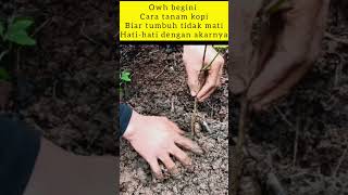 Cara menanam kopi robusta yang baik