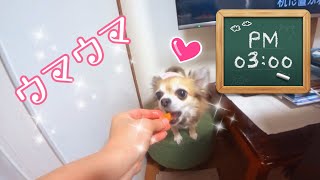 おいちい！みかん🍊アムアムアムするチワワのナナちゃんチョコちゃん･*:.｡❁幸せな お顔✩.*˚