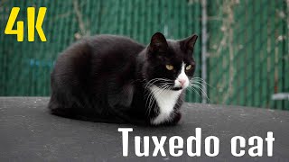 Tuxedo cat | Cat breeds