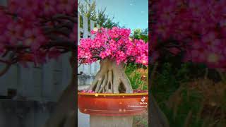 ชวนชมไทยโซโค Adenium Thai socotranum