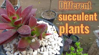 Different succulent plants | Succulent plant care for beginners | Succulent plants decor ideas