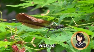 30秒の心象風景27715・カエデの木に～カワトンボ～