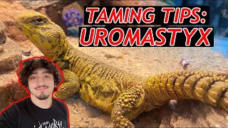 TAMING OUR UROMASTYX!: How to Tame Your Uromastyx!