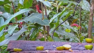 Rare Visit By A Swainson's Thrush On The Panama Fruit Feeder – Dec. 11, 2020