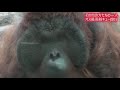 ボルネオオランウータンの家系図　多摩動物公園　ボルネオオランウータン　４k gorilla orautatan chimpanzee animal zoo