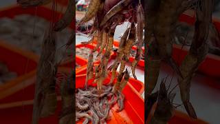 ചൂണ്ടക്ക് പറ്റിയ നല്ല best ചെമ്മീൻ | ചൂടൻ ചെമ്മീൻ 🦐 #fish #bait #prawns #fishing #fishstory