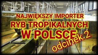 NAJWIĘKSZY IMPORTER RYB TROPIKALNYCH W POLSCE odcinek2