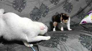 猫 vs 子猫 2