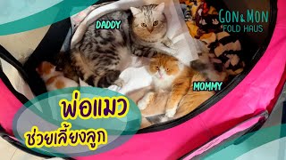 พ่อแมวดีเด่น ช่วยเลี้ยงลูกด้วย : Daddy cat helps taking care of all the kittens