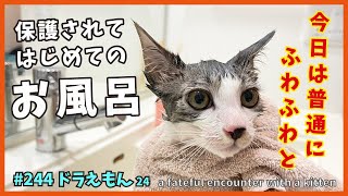 24保護した子猫をシャンプー✨お風呂はやっぱり苦手かな？🚿【ドラえもん・TNRで保護】give the kitten a bath🚿