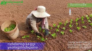 ការដាំដុះសាឡាត់