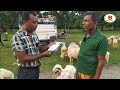 বডি ওজনে গাড়ল কিভাবে বিক্রয় হয় দেখুন । how to sell sheep in bangladesh । গাড়ল খামার