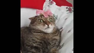 Half life cat 7