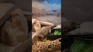 my Egyptian Uromastyx