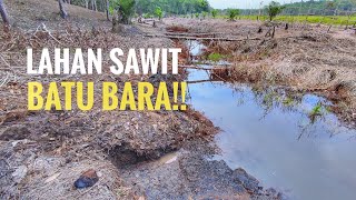 LAHAN SAWIT UNGGUL BATU BARA SEMUA 💎 USIA 6 BULAN TANAM