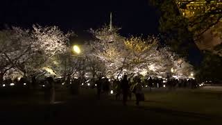 東寺　夜桜ライトアップ　 2022／4／1