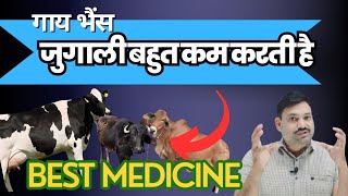 गाय भैंस जुगाली न करे तो क्या करें 😇 गाय भैंस का जुगाली न करना तुंरत ठीक करें