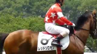 レッドソロモン　in 阪神競馬場　at 2014. 06. 29.