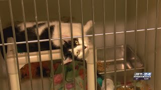 Shelter Buddies program pairs furry friends with young readers