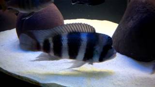 Marine Joe - 125 Gallon Cyphotilapia Gibberosa sp. \