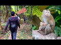 Dad's search for Monkey Kaka is falling into despair with no trace