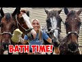 Giving ALL MY HORSES A BATH in One Video!