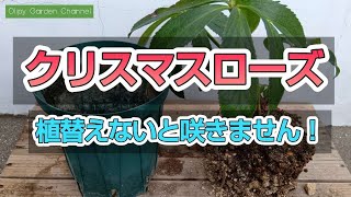 【クリスマスローズの育て方】良く育つ土バッドグアノで植替える！