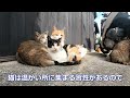 寒すぎる猫団子で耐える野良猫たち